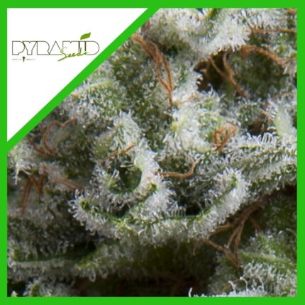 ANESTHESIA AUTO X3+1-PYRAMID SEEDS