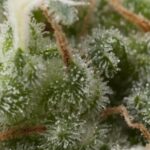 SUPER HASH AUTO X5+2 -PYRAMID SEEDS