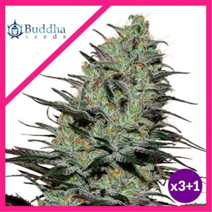 MORPHEUS FEM X3+1-BUDDHA SEEDS