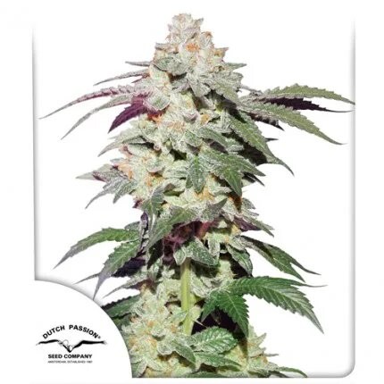 SKYWALKER HAZE FEM X25-DUTCH PASSION