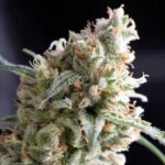 KUKULKÁN FEM 3+1-PYRAMID SEEDS