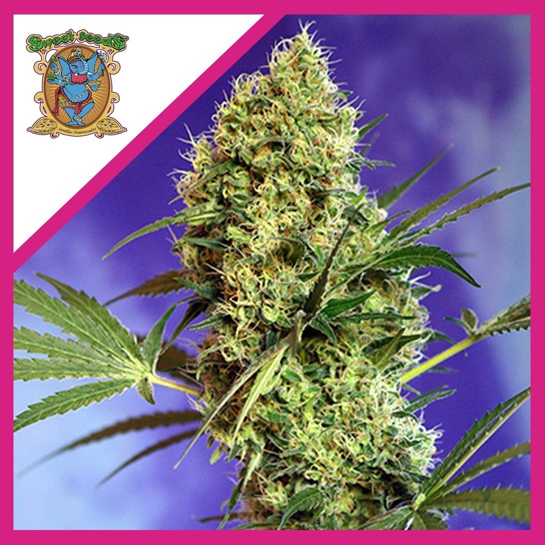 BIG DEVIL F1 FEM X3+1-SWEET SEEDS BIG DEVIL F1 FEM X3+1-SWEET SEEDS