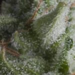 SHARK AUTO X5+2 -PYRAMID SEEDS