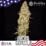 GORILLA AUTO X3+1-BUDDHA SEEDS