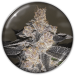 GELATO 242 FEM X3-MEDICAL SEEDS