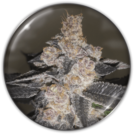 GELATO 242 FEM X3-MEDICAL SEEDS
