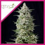 AMNESIA GOLD FEM X3+1-PYRAMID SEEDS