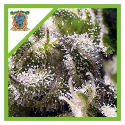 CREAM CARAMEL AUTO X5+2-SWEET SEEDS