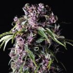 PURPLE FEM X5+2-PYRAMID SEEDS