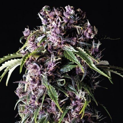 PURPLE FEM X5+2-PYRAMID SEEDS PURPLE FEM X5+2-PYRAMID SEEDS
