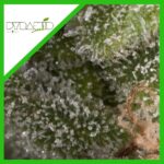 FRESH CANDY AUTO X3+1-PYRAMID SEEDS