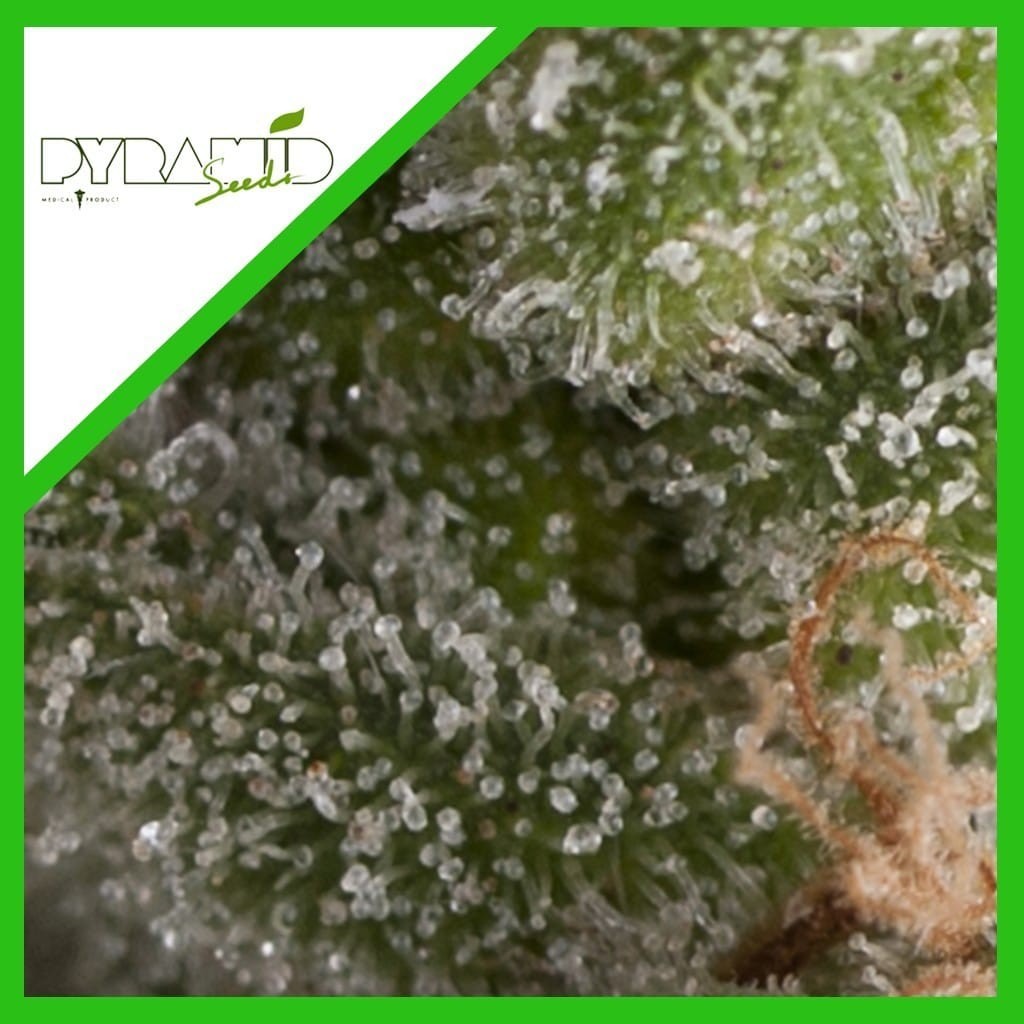FRESH CANDY AUTO X3+1-PYRAMID SEEDS FRESH CANDY AUTO X3+1-PYRAMID SEEDS