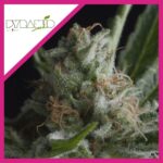 SHARK FEM X3+1-PYRAMID SEEDS