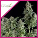 NORTHERN LIGHTS FEM X3+1-PYRAMID SEEDS