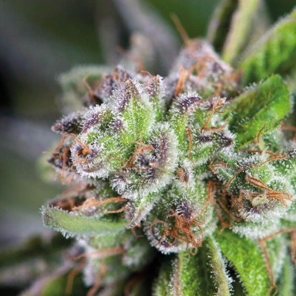 WATERMELON ZKITTLE FEM X5+2-PYRAMID SEEDS