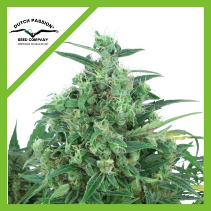 THINK DIFFERENT AUTO X100-DUTCH PASSION