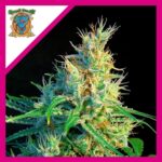PSICODELICIA SWEET FEM X3+1-SWEET SEEDS