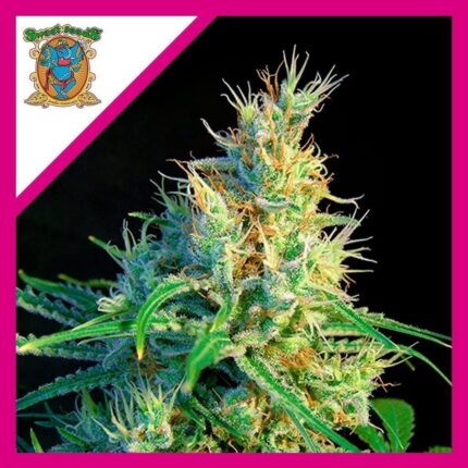 PSICODELICIA SWEET FEM X3+1-SWEET SEEDS