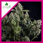 TUTANKHAMON FEM X3+1-PYRAMID SEEDS