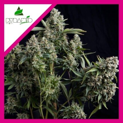 TUTANKHAMON FEM X3+1-PYRAMID SEEDS