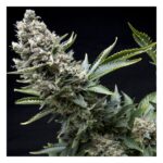 NEW YORK CITY FEM X5+2-PYRAMID SEEDS