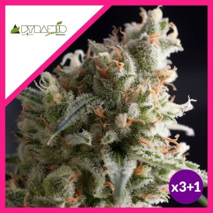 LENNON FEM X3+1-PYRAMID SEEDS