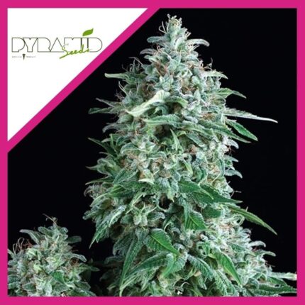 ANUBIS FEM X3+1-PYRAMID SEEDS