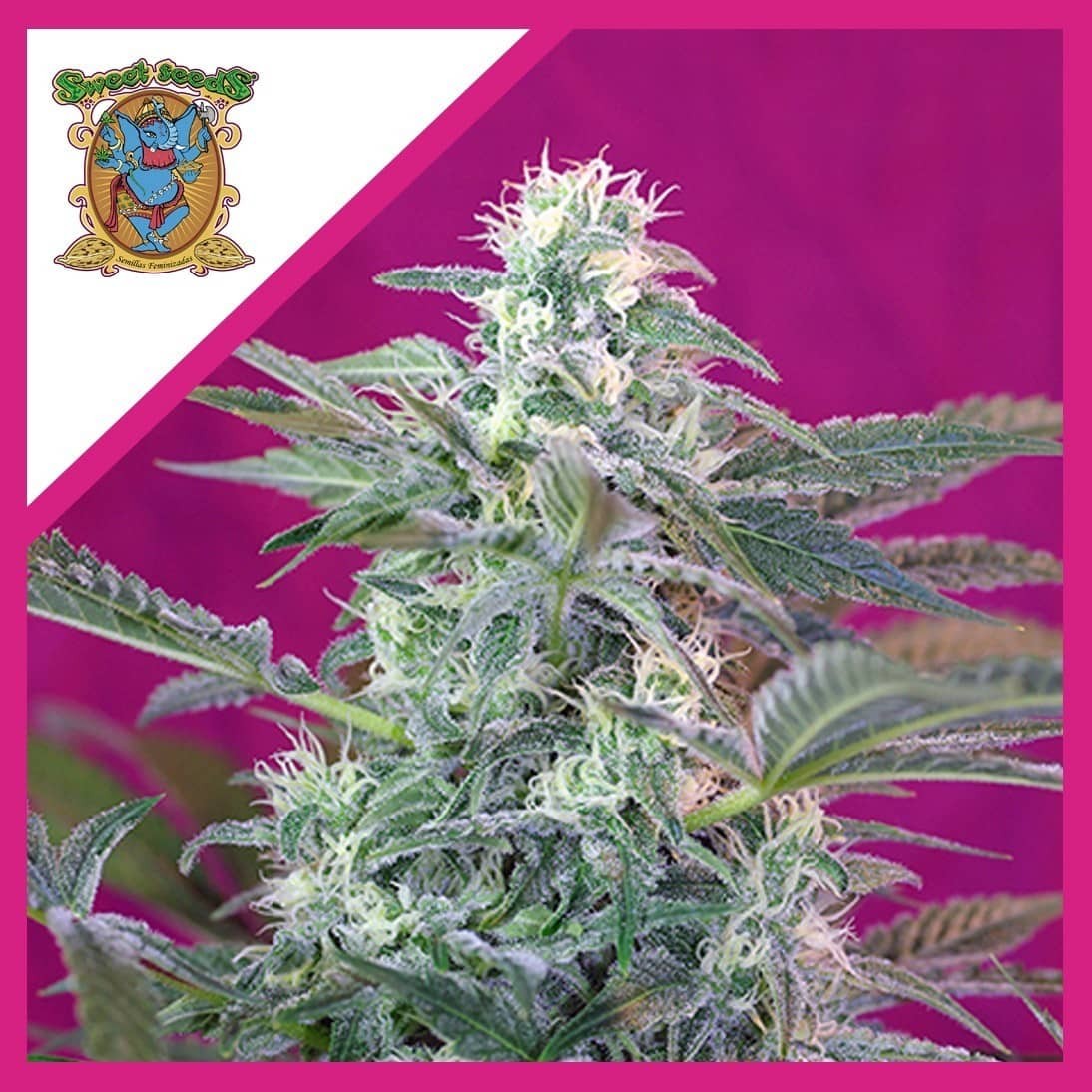 BIG FOOT FEM X3+1-SWEET SEEDS BIG FOOT FEM X3+1-SWEET SEEDS