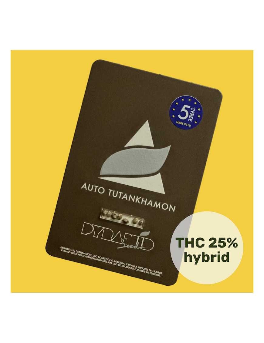 TUTANKHAMON AUTO X50-PYRAMID SEEDS TUTANKHAMON AUTO X50-PYRAMID SEEDS