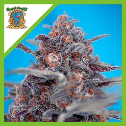 DEVIL CREAM AUTO X3+1-SWEET SEEDS