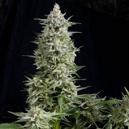 AMNESIA GOLD FEM X5+2-PYRAMID SEEDS