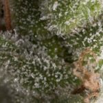 FRESH CANDY AUTO X5+2 -PYRAMID SEEDS