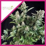 WHITE WIDOW FEM X3+1-PYRAMID SEEDS