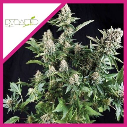 WHITE WIDOW FEM X3+1-PYRAMID SEEDS