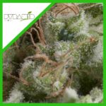 AMERICAN PIE FEM X3+1-PYRAMID SEEDS