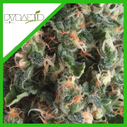 SUPER OG KUSH AUTO X3+1-PYRAMID SEEDS