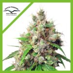 EUFORIA AUTO X7-DUTCH PASSION
