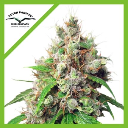 EUFORIA AUTO X7-DUTCH PASSION