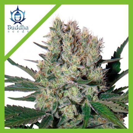 SYRUP AUTO X3+1-BUDDHA SEEDS