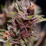 BLACK CHERRY PUNCH FEM X5+2-PYRAMID SEEDS