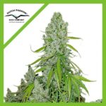 ULTIMATE AUTO X7-DUTCH PASSION