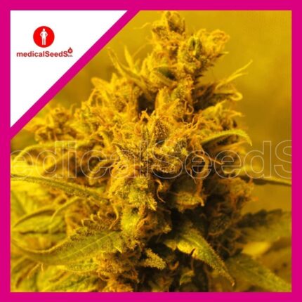 Y GRIEGA FEM X3+2-MEDICAL SEEDS