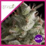 FRESH CANDY FEM X3+1-PYRAMID SEEDS