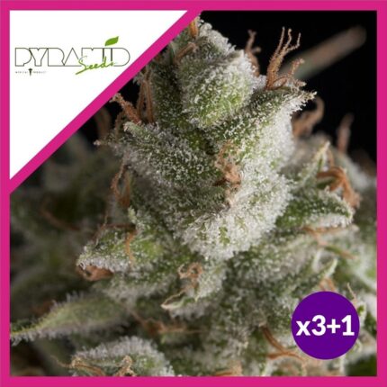 FRESH CANDY FEM X3+1-PYRAMID SEEDS