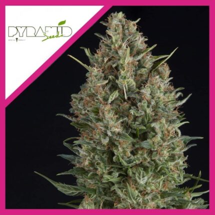 WEMBLEY FEM X3+1-PYRAMID SEEDS