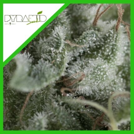 NEFERTITI AUTO X3+1-PYRAMID SEEDS