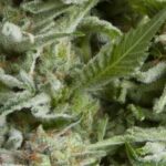 ALPUJARREÑA AUTO X5+2 -PYRAMID SEEDS