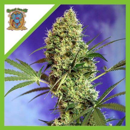 BIG DEVIL XL AUTO X5+2-SWEET SEEDS
