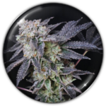 MINTZKITTLEZ FEM X3-MEDICAL SEEDS