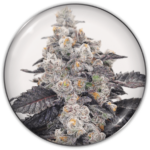 PINK SHERBERT FEM X3-MEDICAL SEEDS